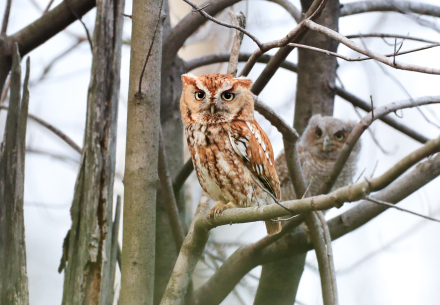 Eastern Screech Owls in tree